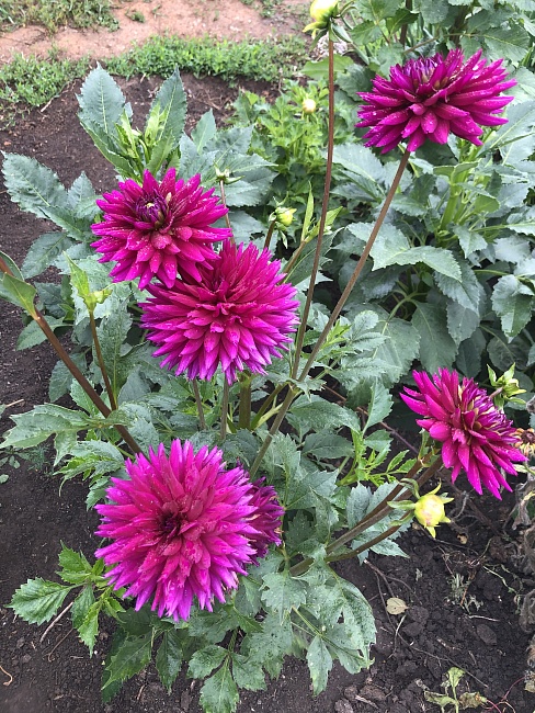 Георгина Пурпл Джем 1шт